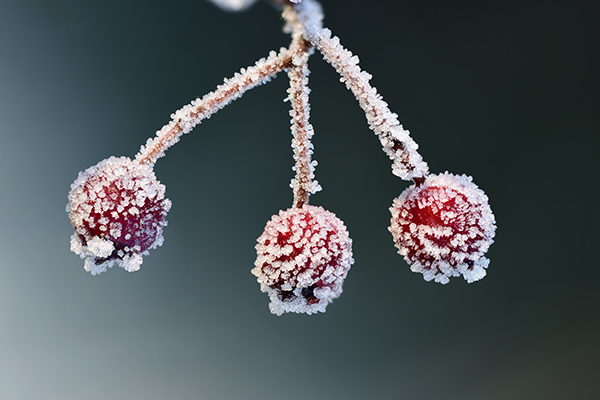 Frosted Haws