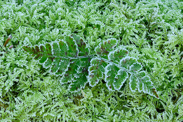 Frosted Fern Leaves