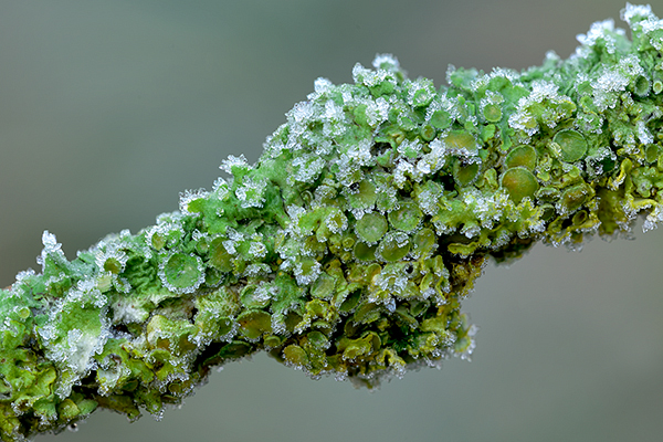 Frosted Lichen Apothecia