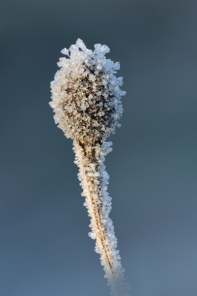 Frosted Seed Heads