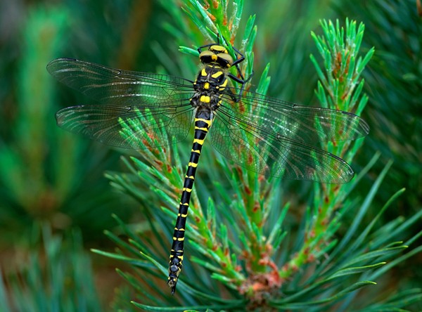 Golden-ringed Dragonfly Cordulegaster boltonii (female)