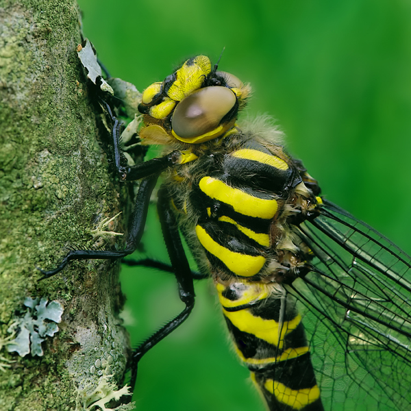Golden-ringed Dragonfly Cordulegaster boltonii