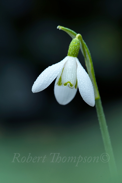 Snowdrop Galanthus species